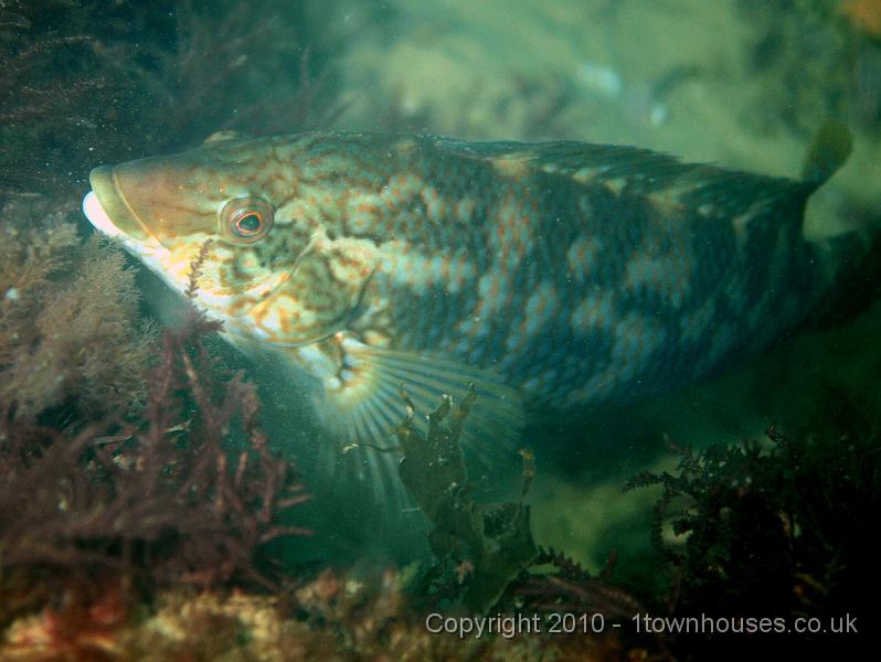 PS082250.JPG - Corkwing wrasse - Crenilabrus melops - which we don't see very often