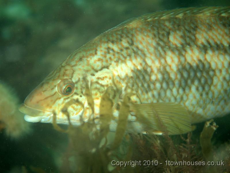 PS082253.JPG - Corkwing wrasse - Crenilabrus melops - which we don't see very often