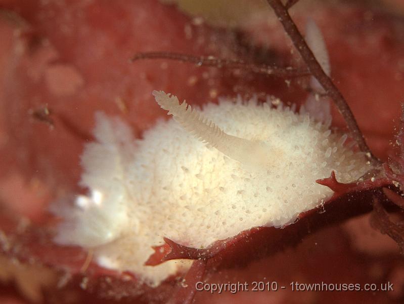 PS082279.JPG - Onchidoris pilosa - the scottie dog slug