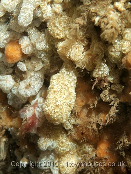 PS082290.JPG - This is a kind of hard, communal sea squirt - Didemnum maculosum