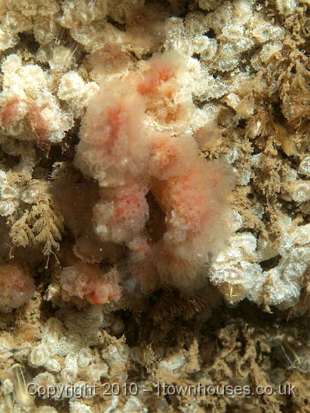 PS082291.JPG - This is the club sea squirt - Morchellium argus. There are also a couple of Lightbulb squirts - Clavelina lepadiformis - dotted around