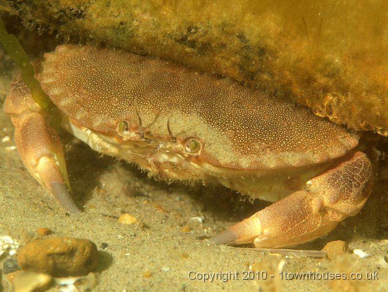 PS081942.JPG - Edible crab - Cancer pagurus. he seems very clean and must have moulted recently.