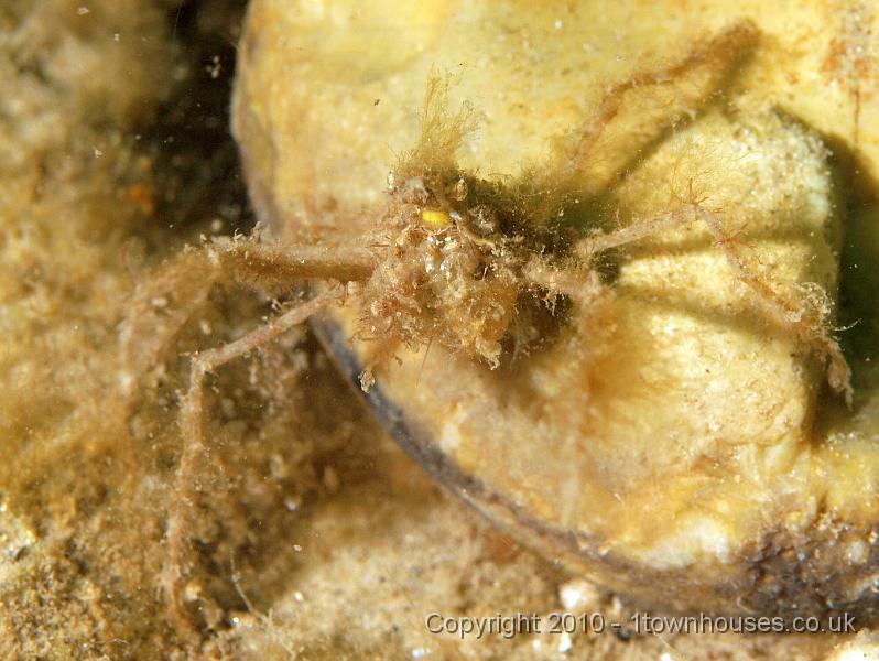 PS081954.JPG - A long legged spider crab - Macropodia spp.  Again, there are many species of these and they all cover themselves in other plants and animals, so it's impossible to ID them precisely.