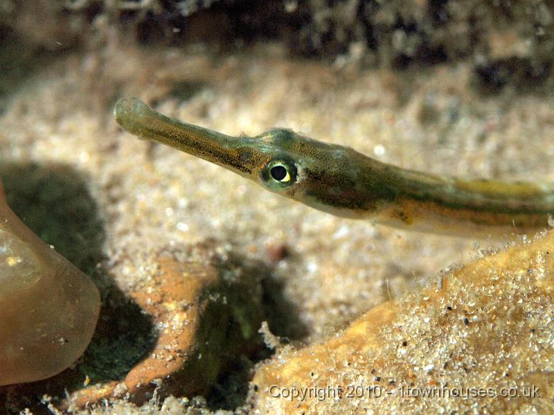 PS081961.JPG - A young Greater pipefish - Syngnathus acus