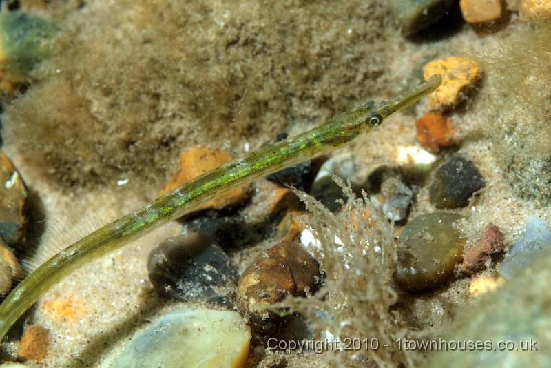 PS081965.JPG - A young Greater pipefish - Syngnathus acus