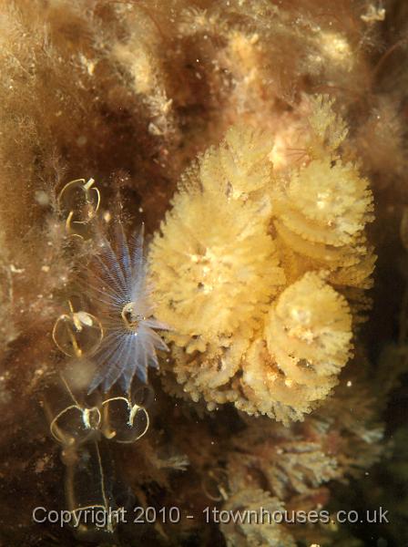 PS081983.JPG - A tiny fanworm, most probably a baby Peacock fanworm - Sabella pavonina - peeps out from between a Bugula spp bryozoan and some lightbulb seasquirts - Clavelina lepadiformis