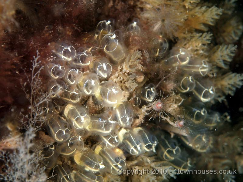 PS081984.JPG - Lightbulb seasquirts - Clavelina lepadiformis - with two Oaten pipe hydroids - Tubularia larynx. The feathery stuff on the left is another hydroid, probably Eudendrium spp.