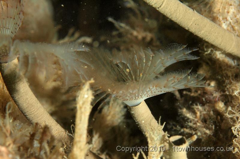 PS081986.JPG - A close up view of some Peacock fanworms - Sabella pavonina