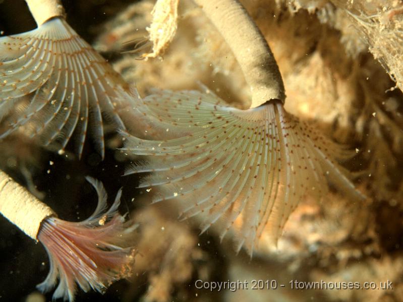 PS081987.JPG - A close up view of some Peacock fanworms - Sabella pavonina