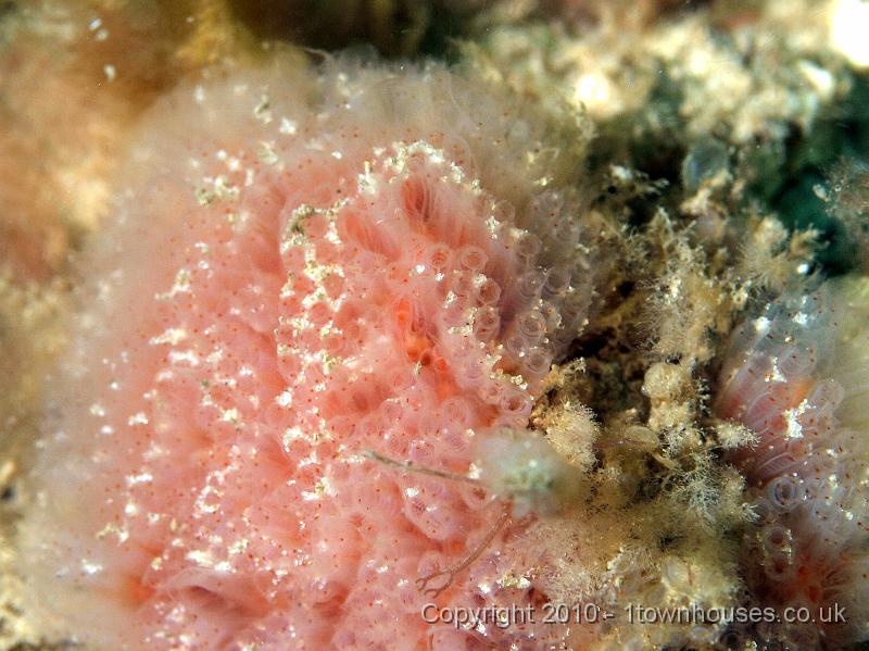 PS082000.JPG - The Club sea squirt - Morchellium argus.  You can easily see that each individual animal has four red spots at the top, not one like Aplidium punctatum.