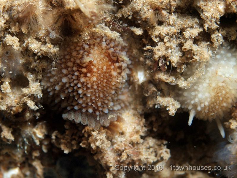 PS082006.JPG - Onchidoris bilamillata - a tiny nudibranch which only feeds on barnacles. The barnacle at top right has his knob out!