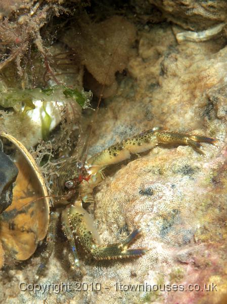 PS082012.JPG - Squattie! This is a Squat lobster - Galathea squamifera - which we haven't noticed on the wrecks before.