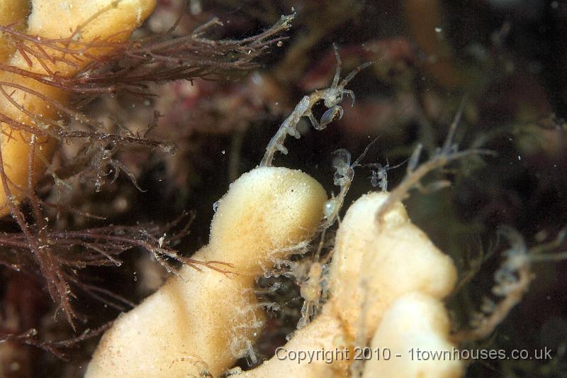 PS082026.jpg - Skeleton shrimps - Caprella spp - wait for passing trade on the tip of some Mermaids glove sponge - Haliclona oculata