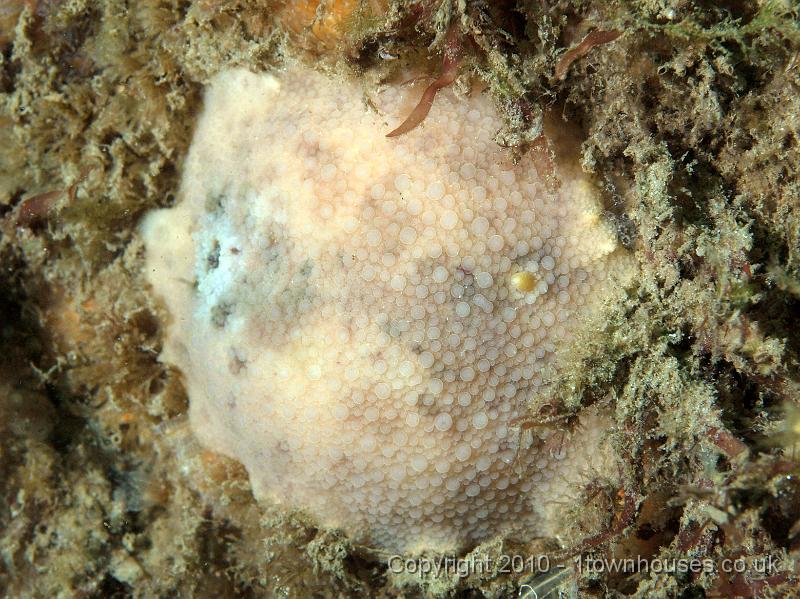PS082030.jpg - This is really a big fat slug! The Sea lemon - Archidoris pseudoargus