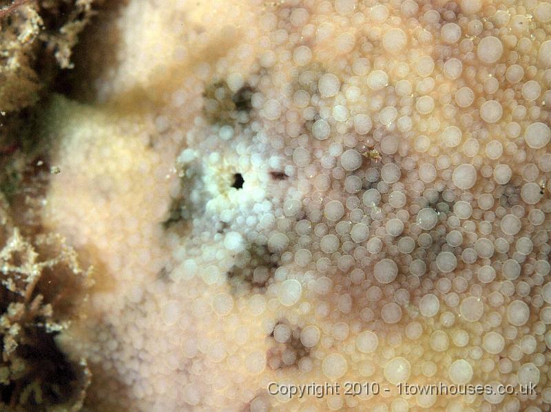 PS082032.jpg - Here's its bum! The Sea lemon - Archidoris pseudoargus