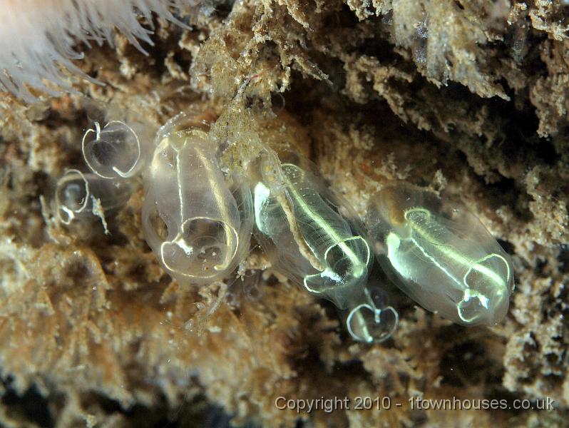 PS082039.jpg - Lightbulb seasquirts - Clavelina lepadiformis - one is full of poo!