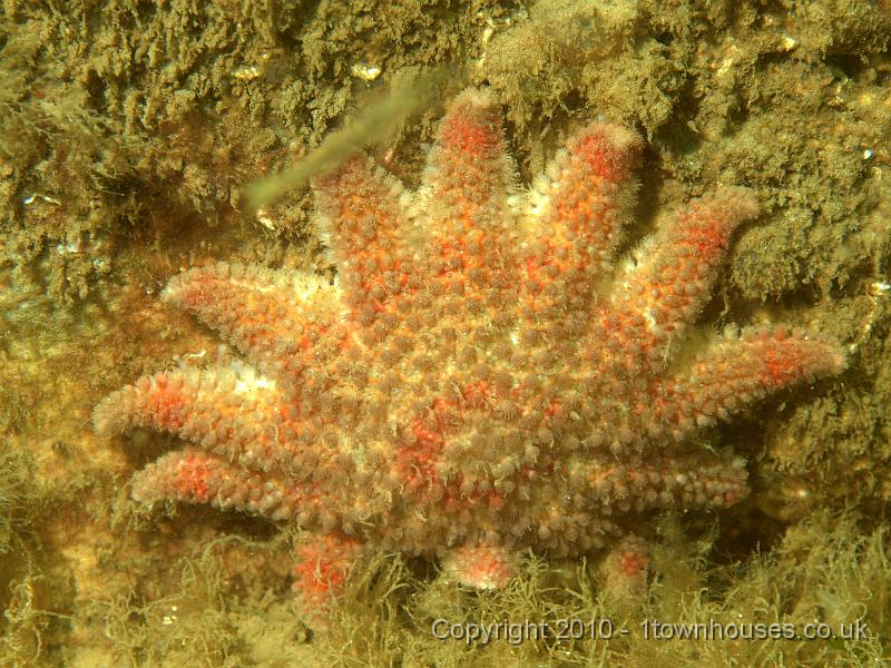 PS082040.jpg - A smallish Common sunstar - Crossaster papposus