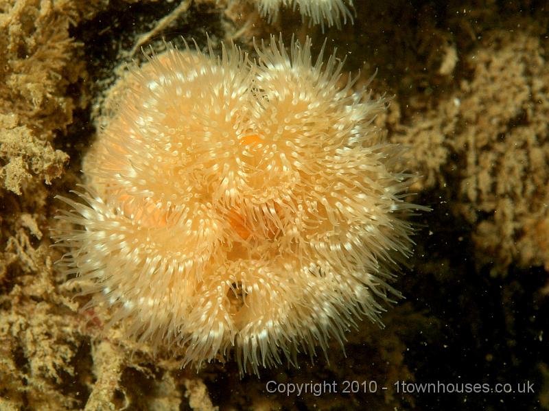 PS082041.jpg - Plumose anemone - Metridium senile