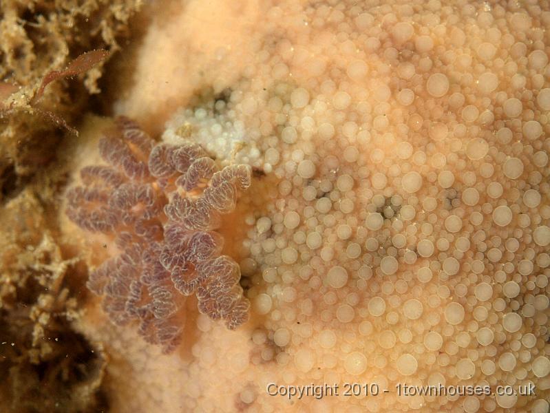 PS082048.jpg - The Sea lemon - Archidoris pseudoargus - this is its lung or gill, the bit that makes it a nudibranch or naked lung.