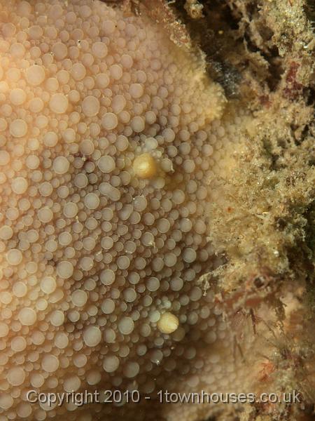 PS082049.jpg - The Sea lemon - Archidoris pseudoargus - Here are its rhinophores or antenna