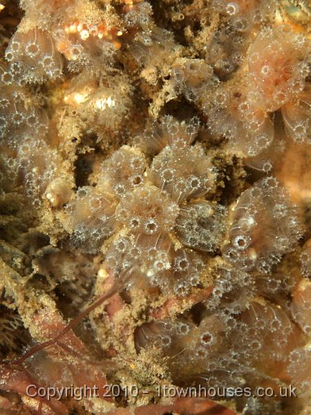 PS082050.jpg - Sidnyum turbinatum - a colonial sea squirt