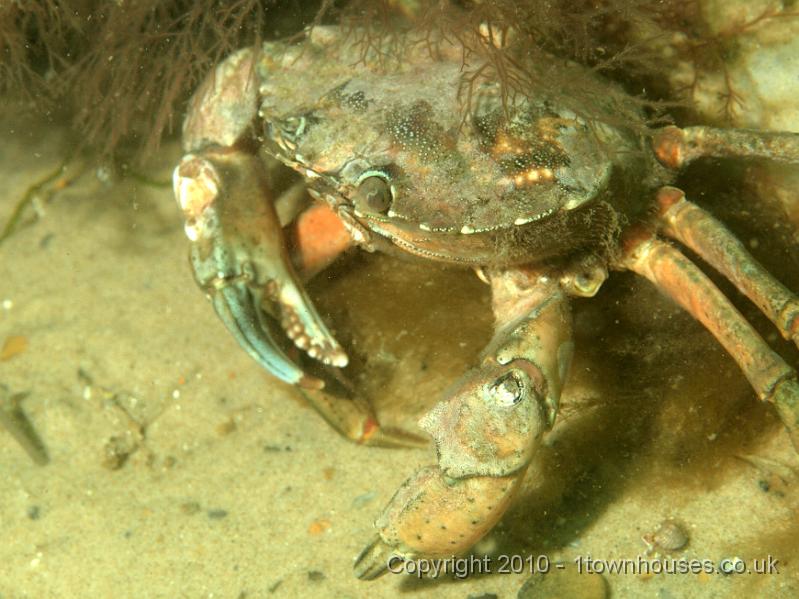PS082053.jpg - All the Shore crabs - Carcinus maenas - looked a bit overdue for a moult this year