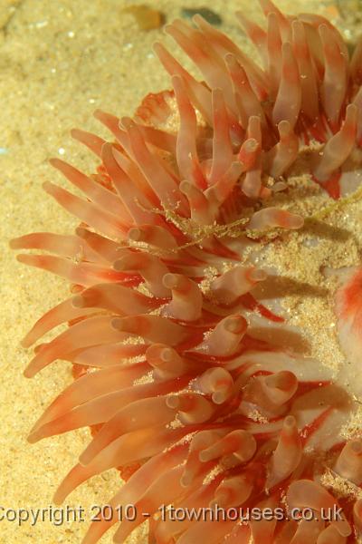 PS082054.jpg - The edge of a Dahlia anemone - Urticina felina
