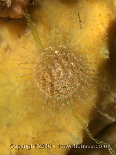 PS082062.jpg - Elegant anemone - Sargatia elegans