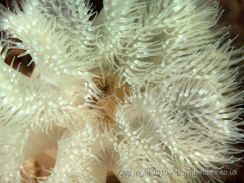 PS082064.jpg - End on view of a Plumose anemone - Metridium senile. It has very short tentacles arranged on its convoluted edge.