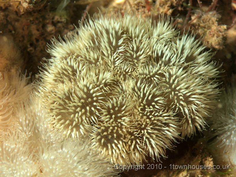 PS082067.jpg - Plumose anemone - Metridium senile - unattractive green form