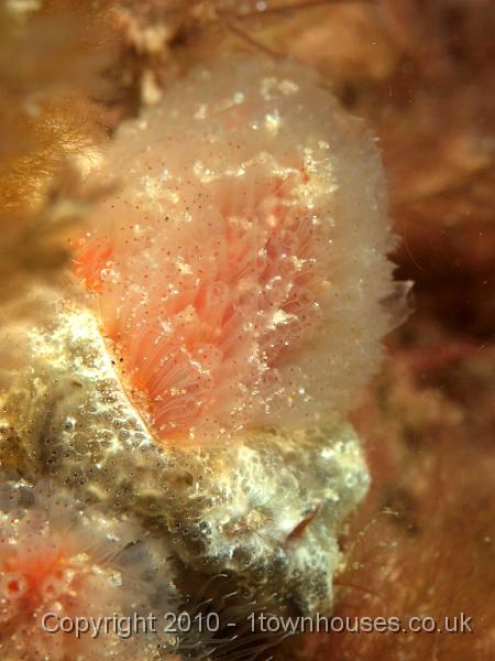 PS082072.jpg - Club seasquirt - Morchellium argus - growing out of the colonial squirt Diplosoma spongiforme