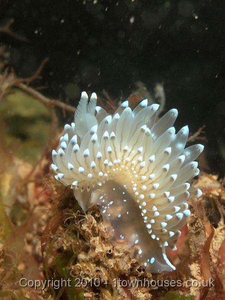 PS082084.jpg - Crystal sea slug - Janolus cristatus - cresting a rise
