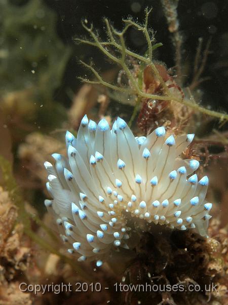 PS082086.jpg - Crystal sea slug - Janolus cristatus