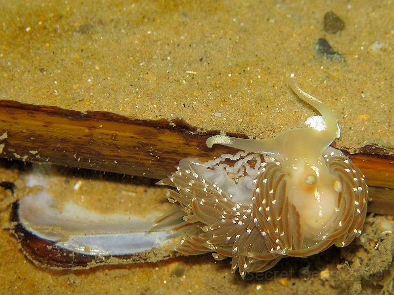 IMG_0354.JPG - Nudibranch - Facelina bostoniensis - laying eggs