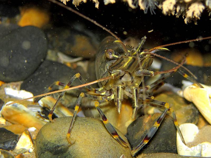 IMG_0356.JPG - Common prawn - Palaemon serratus - under wreckage