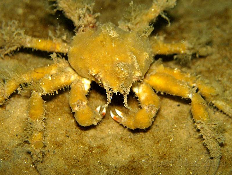 IMG_0365.JPG - Sponge spider crab - Inachus spp.- slightly shorter legged than the Macropodia crabs
