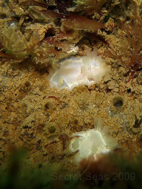 IMG_0374.JPG - A pair of nudibranchs - Goniodoris nodosus
