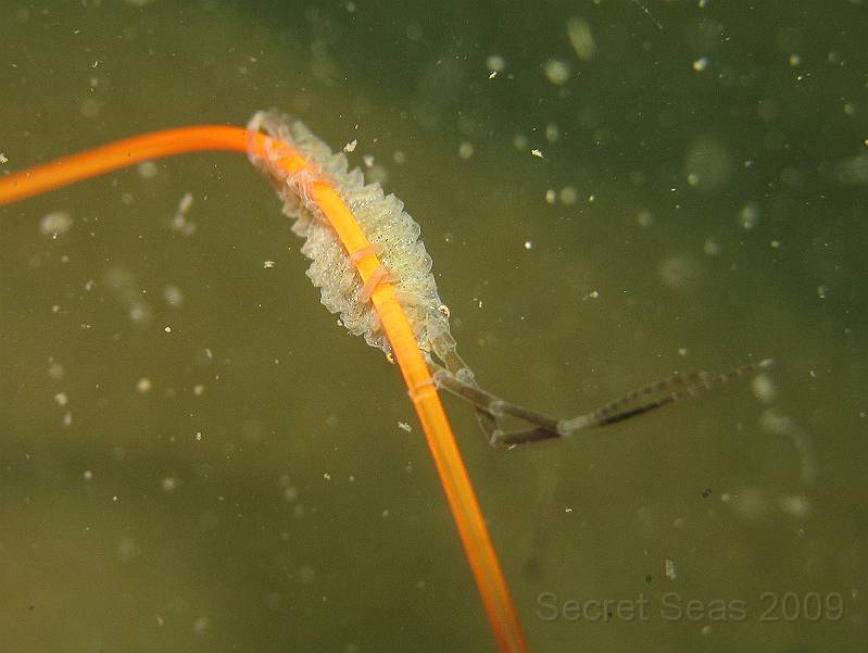 IMG_0384.JPG - Unknown isopod - Idotea spp - these things often seem to come in with drifting seaweed and bryozoans