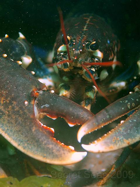 P7072519.jpg - Common lobster - Homarus gammarus