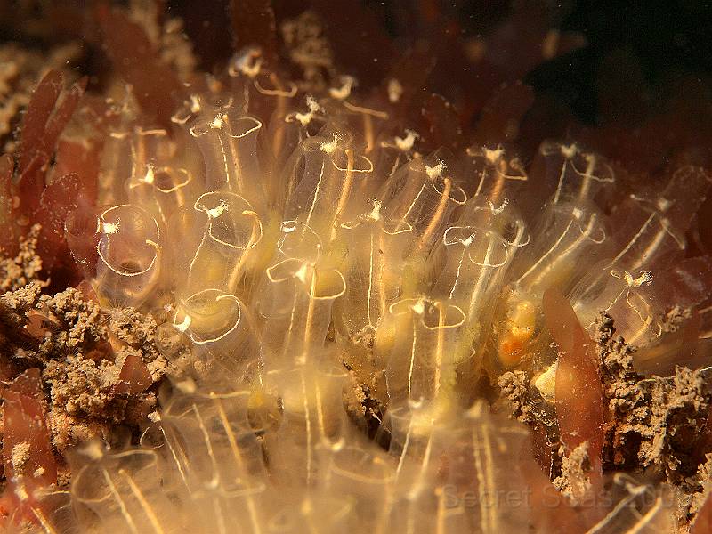 P7072537.jpg - Lightbulb tunicates - Clavelina lepadiformis