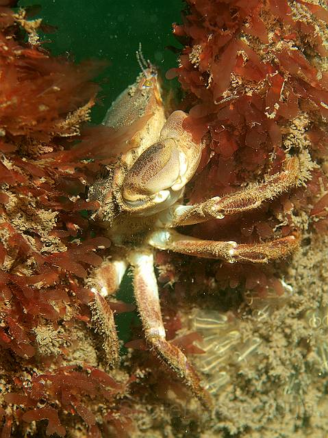 P7072541.jpg - Edible crab - Cancer pagurus
