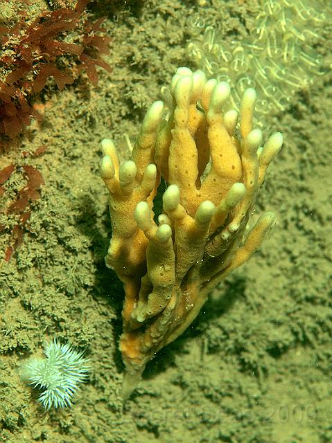 P7072542.jpg - Mermaid's glove sponge - Haliclona oculata