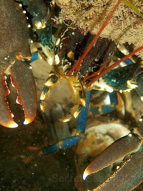 P7072573.jpg - Common lobster - Homarus gamarus - looks hungry