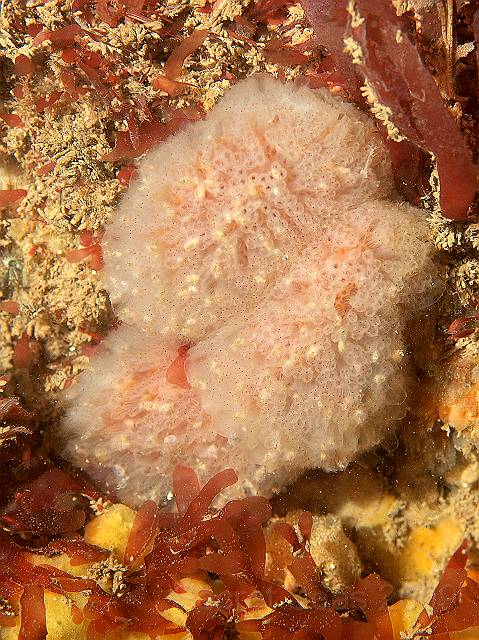 P7072577.jpg - Club sea squirts - Morchellium argus