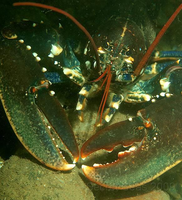 P7072582.jpg - Common lobster - Homarus gammarus
