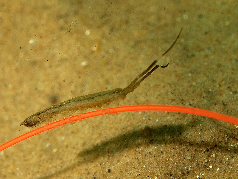 P7072588.jpg - Unknown isopod - Idotea Spp. - here clinging to some lost fishing line