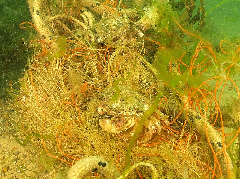 DW070014.jpg - Edible crab - Cancer pagurus trapped in lost fishing net