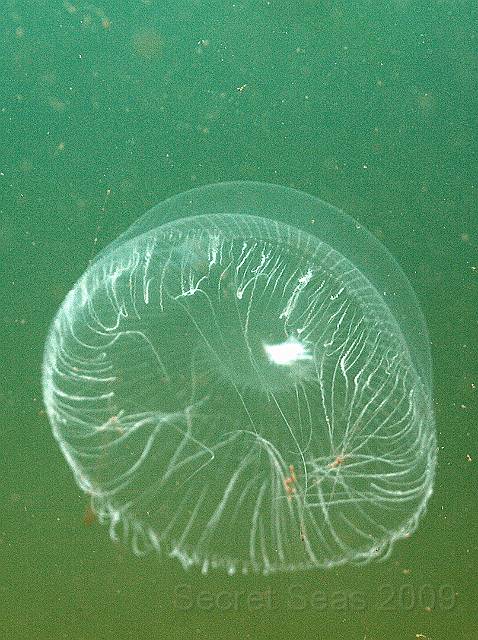 DW070037.jpg - Aequorea forskalea again- a hydroid medusa rather than a jellyfish