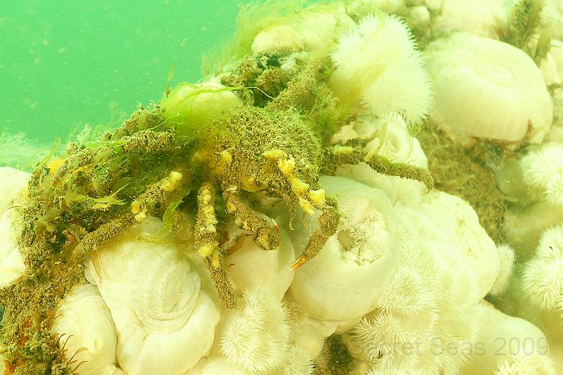 DW079996.jpg - Sea toad - Hyas araneus on Plumose anemones - Metridium senile