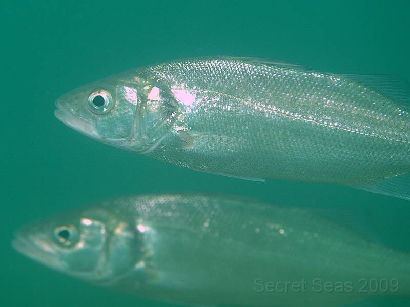 P7052447.jpg - Bass - Dicentrarchus labrax - were circling the boiler